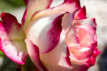 Rosenblüte von Nicc Koch
