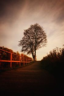 Herbstbaum  by Susanne  Mauz