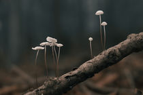 small mushrooms by tr-design