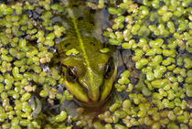 Frog in Duckweed by John Stuij