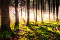 Herbstwald by Nicc Koch