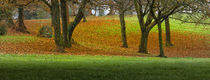 Autumn greens and orange von Leighton Collins