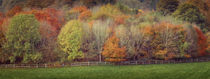 Autumn trees by Leighton Collins
