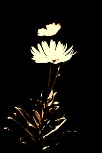 Chrysantheme by Bastian  Kienitz