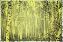 birkenwald by micha gruenberg