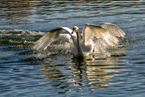  Swan Lake - Power struggle II by Chris Berger