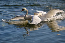 Swan Lake -  Power struggle I von Chris Berger