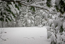 Verschneiter Winterwald von ullrichg