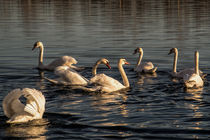  Evening still on the swan Lake von Chris Berger