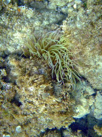 Sea Anemone von Rod Johnson