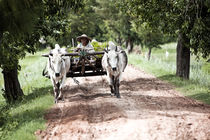 Farmer in Old Bagan von Manuel Bruque
