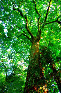 Majestic tree of the tropical rainforest von Daniel Steeves
