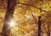 Herbstsonne-im-laub