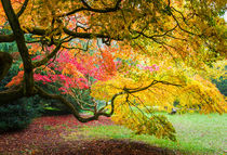 Japanese Maples (Acer Palmatum) in Autumn Colours von Graham Prentice