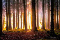 Goldener Wald by Nicc Koch