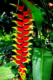 Heliconia flower of tropical rainforest by Daniel Steeves
