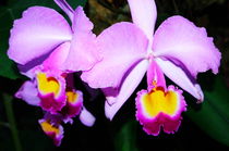 Cattleya orchid of Colombia von Daniel Steeves