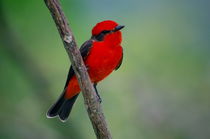 Red flycatcher of Colombia by Daniel Steeves