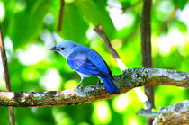 Bluebird of Colombia von Daniel Steeves