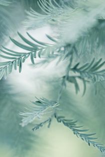 feathery leaves by augenwerk