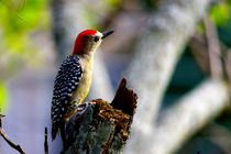 Redheaded woodpecker by Daniel Steeves