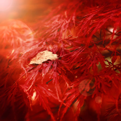 Maple-leaf-red
