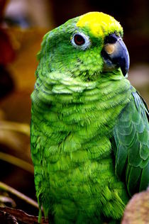 Little green parrot by Daniel Steeves