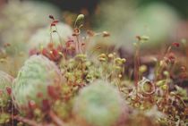 Tiny mossy world by augenwerk