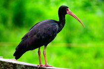 Black ibis of Colombia by Daniel Steeves