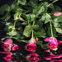 Rosen im Wasser - Roses in the Water by Chris Berger