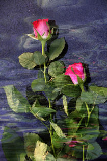 Rote Rosen im Wasser -  red roses in the Water by Chris Berger