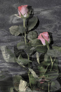 Rosenwasser - rose water von Chris Berger