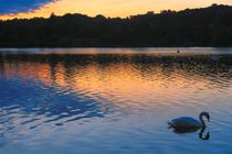 Swan At Sunset, Whitlingham, Norwich, England von Vincent J. Newman