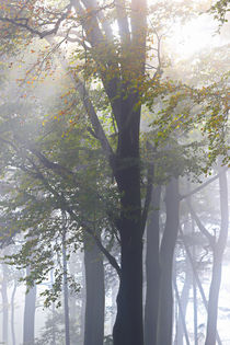 Bäume, Licht und Nebel von Bernhard Kaiser