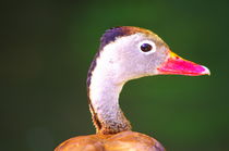 Duck in a pond von Daniel Steeves