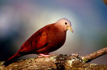 Turtledove of Colombia by Daniel Steeves