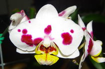 Orchid of Colombia von Daniel Steeves