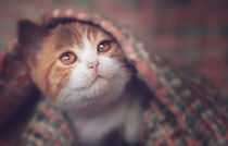 süßes Katzenbaby unter der Decke von Janina Bürger