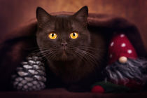 Britisch Kurzhaar Katze, weihnachtlich von Janina Bürger