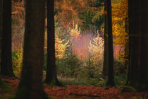 german forest 2014 by lilithdavinci