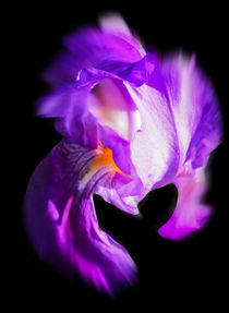 Blütenträume - Lilie von Walter Zettl