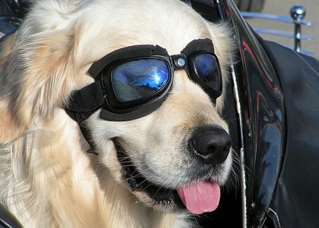 Cool-dog