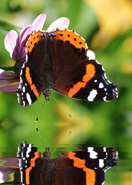 Schmetterling-mit-spiegelung