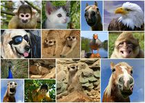 Tierische Collage von Gabi Siebenhühner