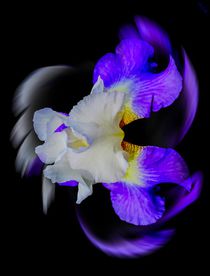 Blütenträume - Lilie 2 von Walter Zettl