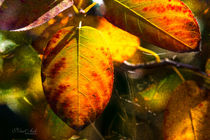 Bunte Herbstblätter von Nicc Koch