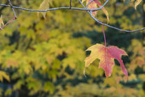 Acer Leaf  von Rob Hawkins