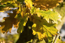 Autumnal Shades  von Rob Hawkins