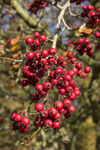 Tree-berries