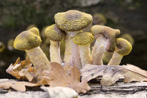 Tree Fungus  by Rob Hawkins